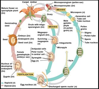 Diagram of angiosperm life cycle