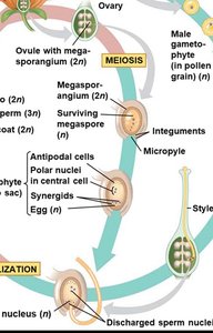 Diagram of embryo sac development