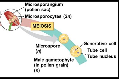 Diagram of pollen grain development