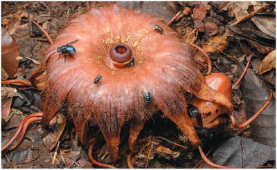 Rhizanthes lowii flower with flies