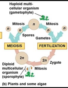 Diagram of alternation of generations in plants