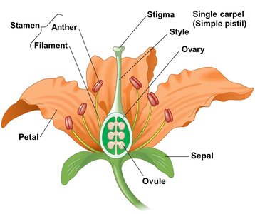 Labeled diagram of flower structure
