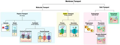 Map of membrane transport: passive, active, endocytosis, exocytosis