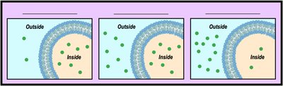 Diagram showing water flow from hypotonic to hypertonic solutions