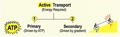 Diagram showing ATP-driven and gradient-driven active transport