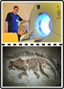 Applications of Radioactive Isotopes: Medicine and Fossil Dating
