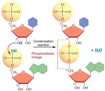 Condensation reaction forming phosphodiester linkage between nucleotides