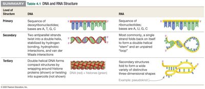 Summary table of DNA and RNA structure at primary, secondary, and tertiary levels