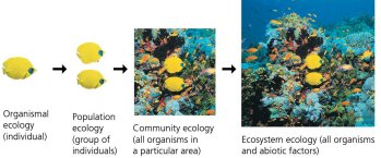 Hierarchy of ecological interactions: organismal, population, community, and ecosystem ecology