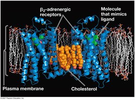The structure of a G protein-coupled receptor (GPCR)