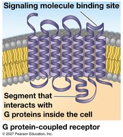 Exploring cell-surface transmembrane receptors (GPCR ribbon diagram)