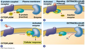Exploring cell-surface transmembrane receptors (GPCR signaling)