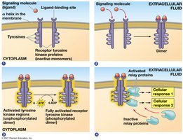 Exploring cell-surface transmembrane receptors (RTK signaling)