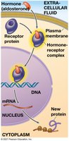 Steroid hormone interacting with an intracellular receptor