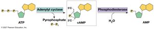 Cyclic AMP
