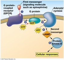 cAMP as a second messenger in a G protein signaling pathway