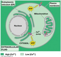 The maintenance of calcium ion concentrations in an animal cell