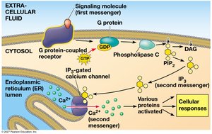 Calcium and IP3 in signaling pathways