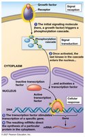 Nuclear responses to a signal: the activation of a specific gene by a growth factor