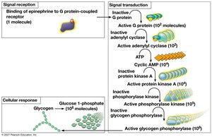 Cytoplasmic response to a signal: the stimulation of glycogen breakdown by epinephrine (adrenaline)