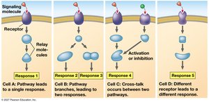 The specificity of cell signaling