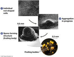 Communication among bacteria