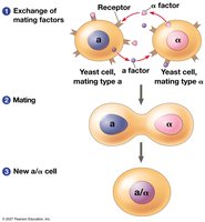 Communication between mating yeast cells