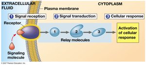 Overview of cell signaling
