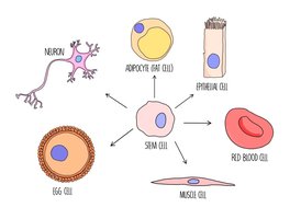 Diagram showing stem cell differentiation into various specialized cells