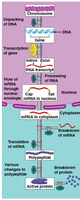 Flowchart of gene regulation in eukaryotes from DNA to active protein