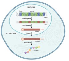Diagram of RNA processing and alternative splicing in a eukaryotic cell