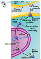 Diagram of cell signaling and signal transduction leading to gene expression