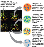 Diagram of a DNA microarray and its interpretation