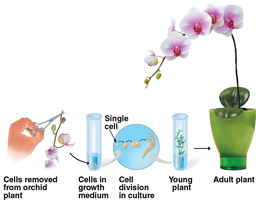 Diagram of plant cloning from a single cell to an adult plant