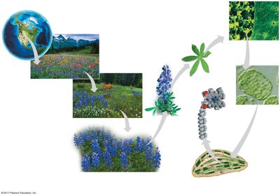 Levels of biological organization from biosphere to molecules