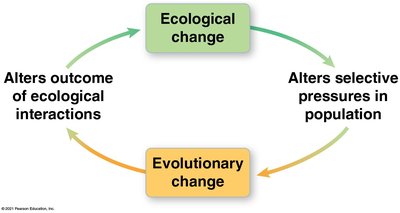 Cycle of ecological and evolutionary change