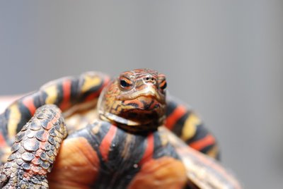Adaptations for survival and reproduction