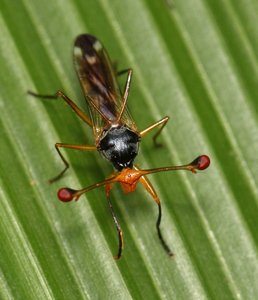 Evolutionary arms race