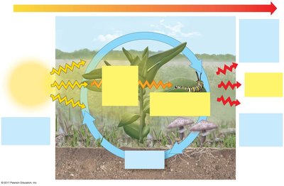Diagram of energy flow and chemical cycling in an ecosystem