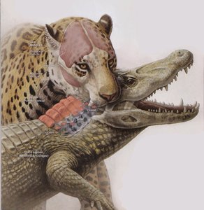 Selection for stronger jaws and better armor