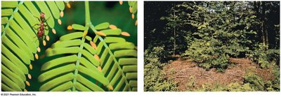 Mutualism between acacia trees and ants