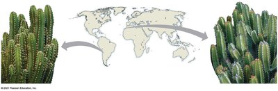 Convergent evolution of cactus-like plants in different regions