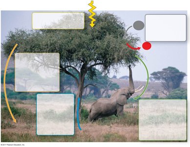 Diagram showing interactions between plants, animals, and decomposers