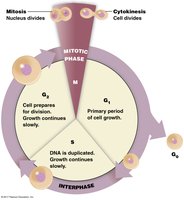 Diagram of the cell cycle showing interphase (G1, S, G2) and mitotic phase (M), with descriptions of each stage.