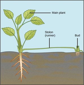Asexual reproduction in plants: stolon (runner) formation