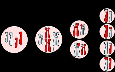 Stages of meiosis