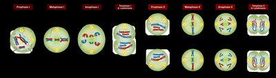 Meiosis I and II