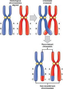 Crossing over during meiosis