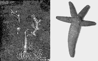 Budding in hydra and regeneration in starfish