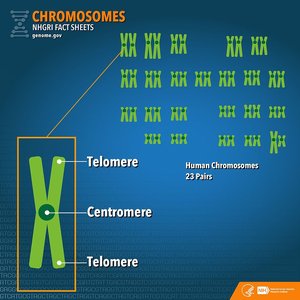 Human chromosomes and chromosome structure